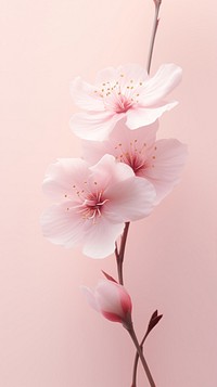 Sakura petal flower blossom plant