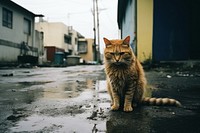 A cat on the street animal mammal city. AI generated Image by rawpixel.