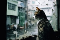 A cat looking out of the window animal mammal rain. 