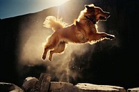 A dog jumping outdoors mammal animal. 