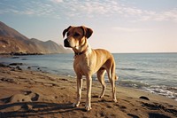 A dog on the beach outdoors nature animal. AI generated Image by rawpixel.