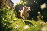 A dog running in the garden outdoors mammal animal. AI generated Image by rawpixel.