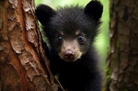 Baby bear cub wildlife animal mammal. AI generated Image by rawpixel.