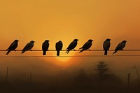 Birds on a wire line outdoors animal nature. 