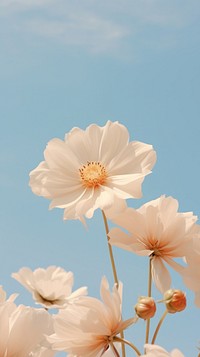 Flower sky outdoors blossom. AI generated Image by rawpixel.