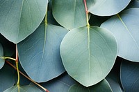 Eucalyptus backgrounds plant leaf. 