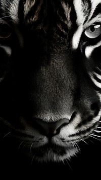 Tiger texture wildlife animal mammal. AI generated Image by rawpixel.