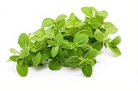 Oregano plant herbs leaf. AI generated Image by rawpixel.