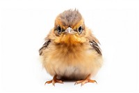 Baby bird sparrow animal beak. AI generated Image by rawpixel.