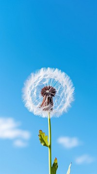 Dandelion on a right corner of image against clear blue sky nature flower plant. 