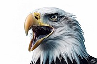Eagle bird animal beak wildlife. AI generated Image by rawpixel.