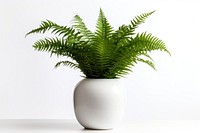 Boston fern plant houseplant vase. AI generated Image by rawpixel.