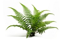 Boston fern plant white background freshness. AI generated Image by rawpixel.