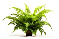 Boston fern plant leaf white background. AI generated Image by rawpixel.