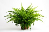 Boston fern plant houseplant freshness. AI generated Image by rawpixel.