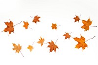 Autumn maple leaves falling plant leaf. AI generated Image by rawpixel.