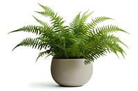 Fern plant houseplant white background. AI generated Image by rawpixel.