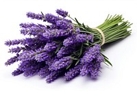 Lavender bouquet flower plant white background. AI generated Image by rawpixel.