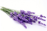 Lavender branches blossom flower plant. AI generated Image by rawpixel.