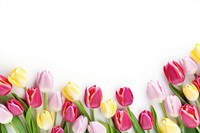 Tulips flowers and leaves petal plant white background. AI generated Image by rawpixel.