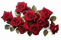 Red roses flower plant white background. AI generated Image by rawpixel.