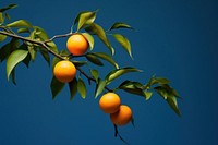 Grapefruit plant food tree. AI generated Image by rawpixel.