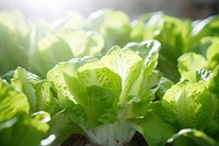 Agriculture vegetable lettuce organic. AI generated Image by rawpixel.
