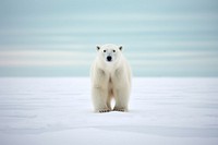Polar bear standalone in empty north pole land scape bright day wildlife animal mammal. AI generated Image by rawpixel.