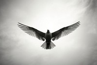 Bird flying in the sky animal black white. AI generated Image by rawpixel.