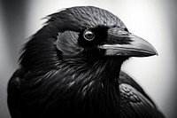 Crow close up blackbird animal beak. AI generated Image by rawpixel.