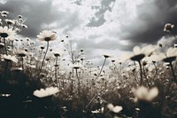 Flower field landscape outdoors nature. 