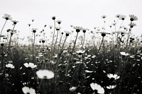 Flower field outdoors nature plant. AI generated Image by rawpixel.