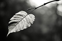 Leaf outdoors plant white. AI generated Image by rawpixel.
