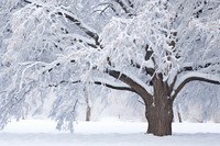 Snow on tree outdoors winter nature. AI generated Image by rawpixel.