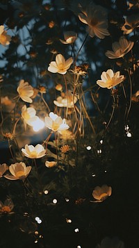 Aesthetic night minimal flowers light outdoors nature. 