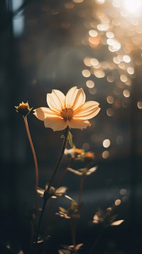 Aesthetic night minimal flower sunlight outdoors blossom. AI generated Image by rawpixel.