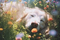 A dog sleep comfortably on blooms meadow outdoors mammal animal. AI generated Image by rawpixel.