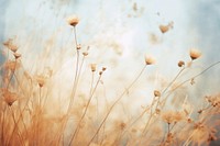 Dried flower backgrounds outdoors nature. 
