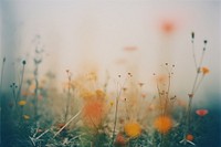 Meadow outdoors nature flower. AI generated Image by rawpixel.