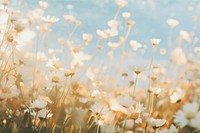 White flowers with a lush pale field outdoors blossom nature. 