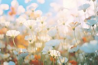 White flowers with a lush pale field outdoors blossom nature. AI generated Image by rawpixel.