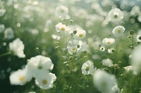 White flowers with a lush green field outdoors blossom nature. AI generated Image by rawpixel.