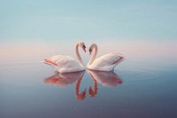 Couple of swan with pale lake outdoors nature bird. AI generated Image by rawpixel.