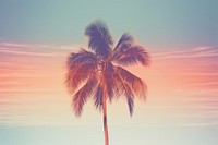 Light leak sky and palm tree outdoors nature plant. AI generated Image by rawpixel.