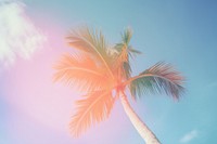 Light leak sky and palm tree outdoors nature summer. AI generated Image by rawpixel.