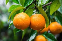 Orange fruit grapefruit nature. AI generated Image by rawpixel.
