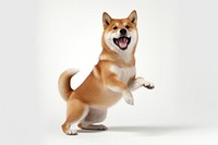 Shiba mammal animal pet. 