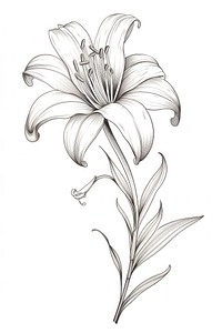 Vintage exotic flower drawing sketch plant. AI generated Image by rawpixel.