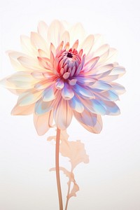 Dahlia flower petal plant. AI generated Image by rawpixel.