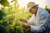 Agronomist inspecting soya bean gardening outdoors nature. AI generated Image by rawpixel.